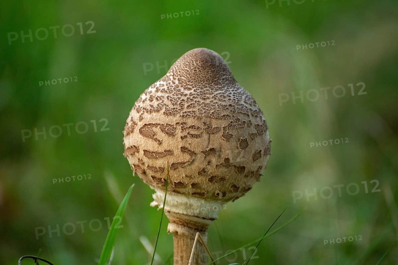 Morel