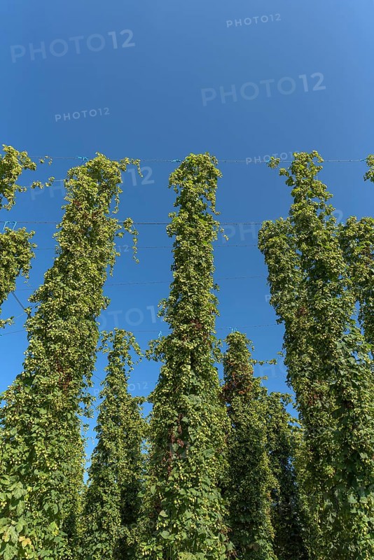 Hop