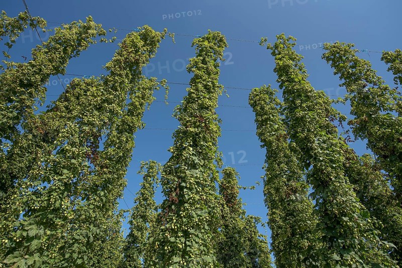 Hop cultivation
