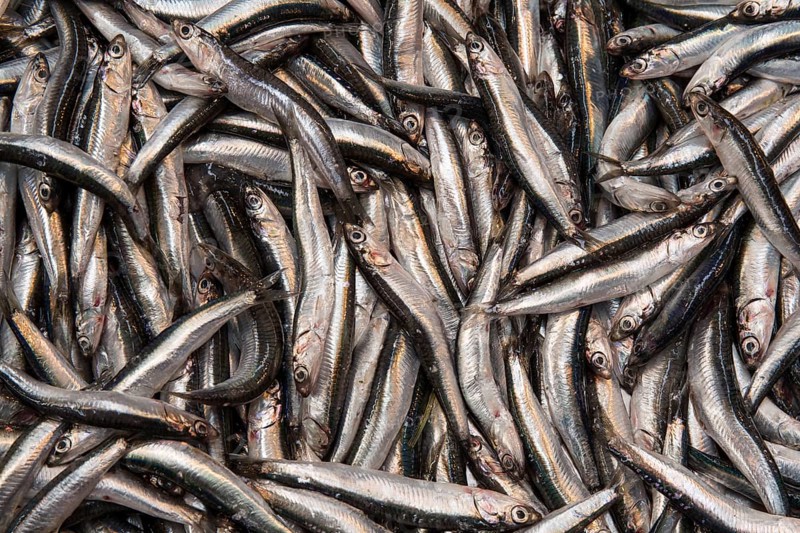Anchovies at a stall in a street fish bazaar in Istanbul