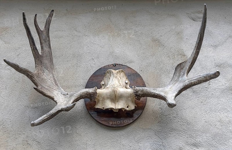 Elk antlers on the wall at a forester's lodge