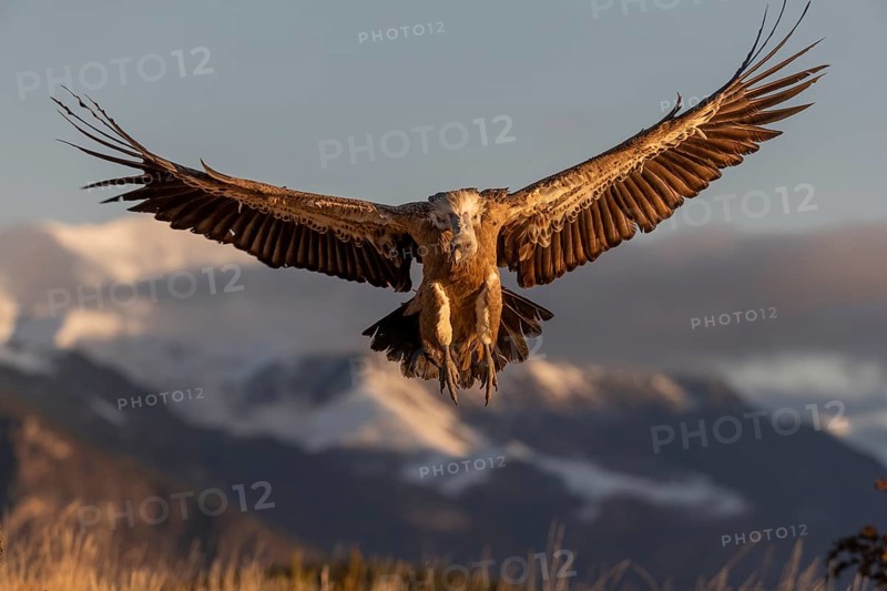 Griffon vulture