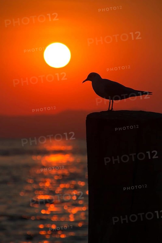 Seagull on a pole with setting sun