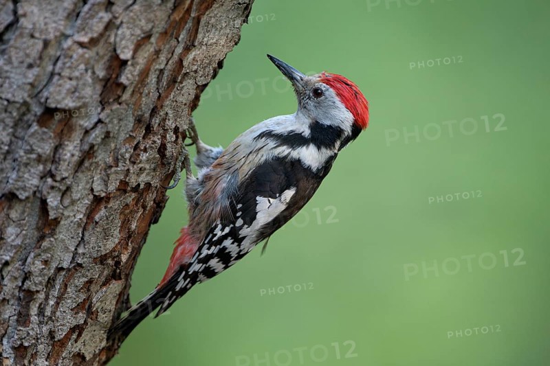 Middle spotted woodpecker