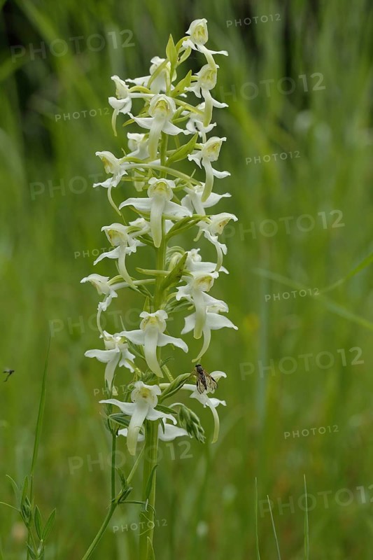 Greater butterfly orchid