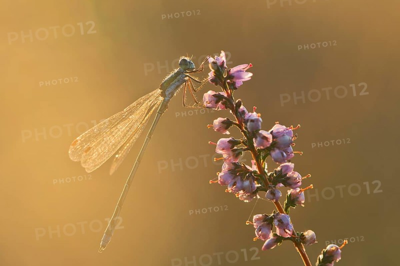 Willow Emerald Damselfly