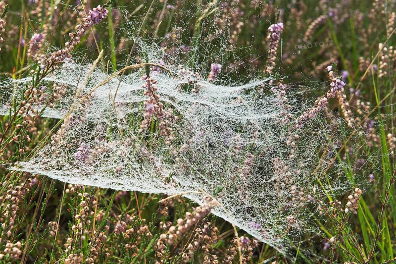 Spider webs with dew drops in Common Heather