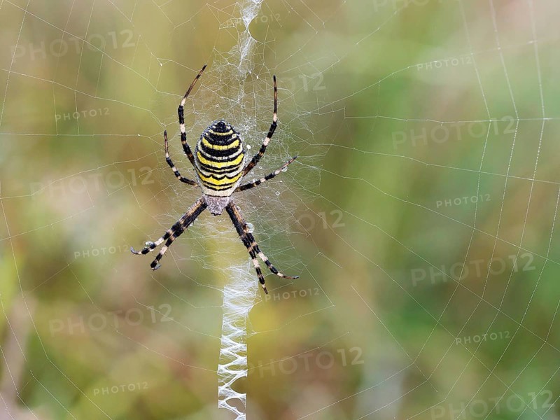 Wasp spider