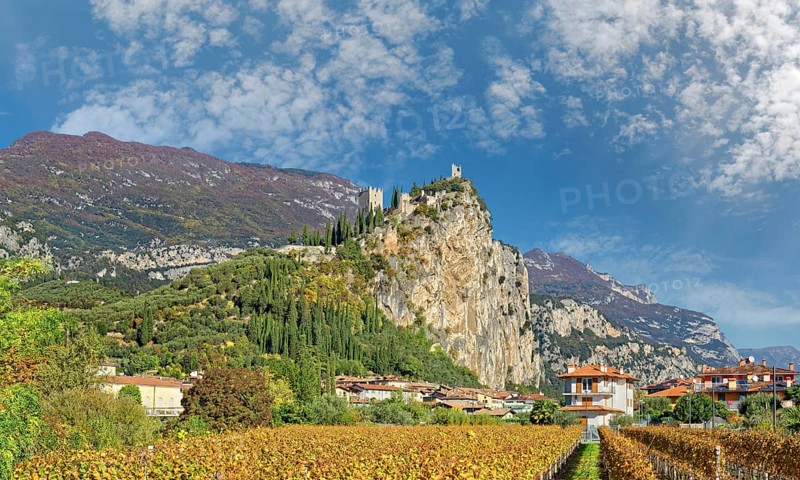 Vineyard with the medieval castle ruins