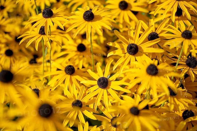 Yellow coneflower