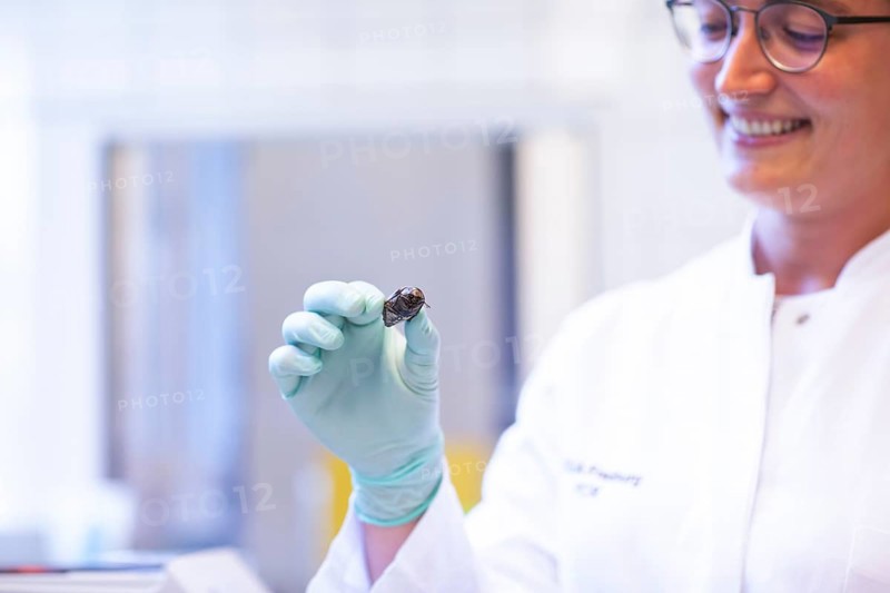 Bug in a hand of a lab technician