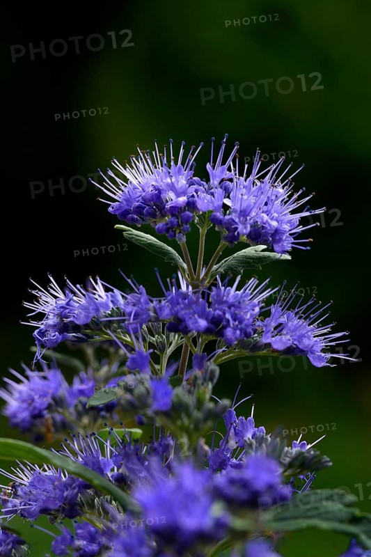 Flowering beard flower