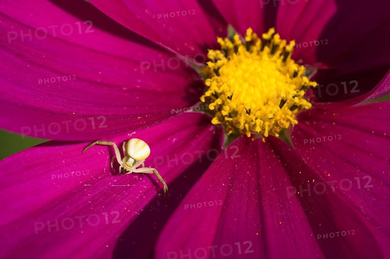 Goldenrod crab spider
