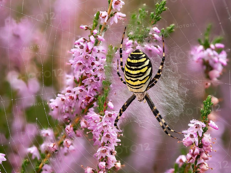 Wasp spider