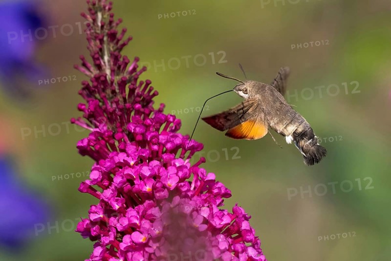 Hummingbird hawk-moth