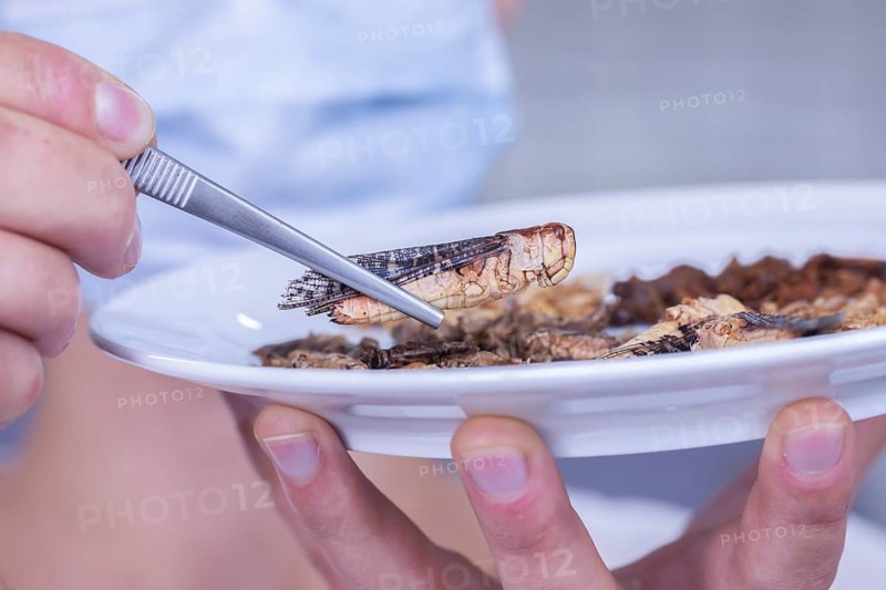 Insect pest display