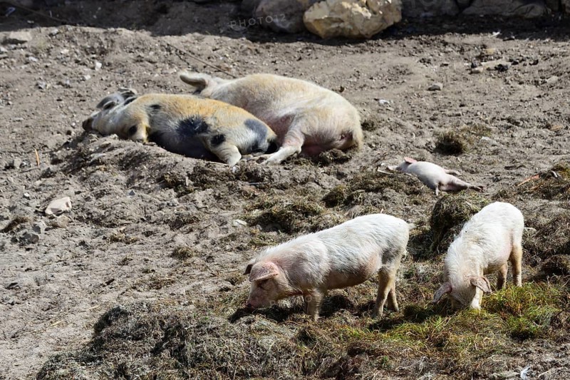 Domestic Pigs