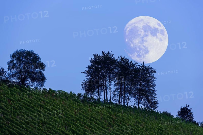 Moonrise over vineyard