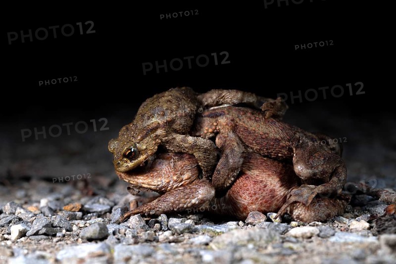 Common toad