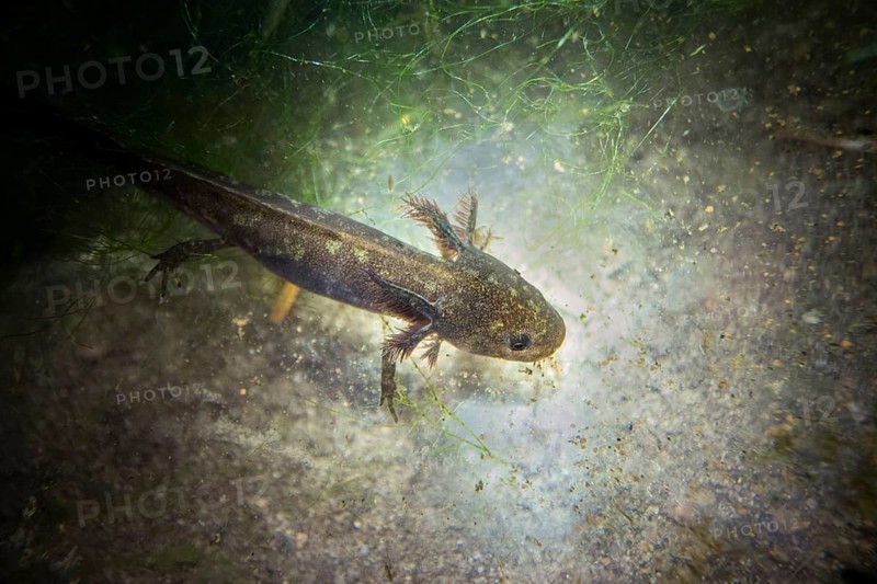 Alpine newt