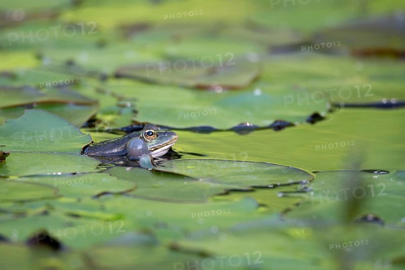 Marsh frog