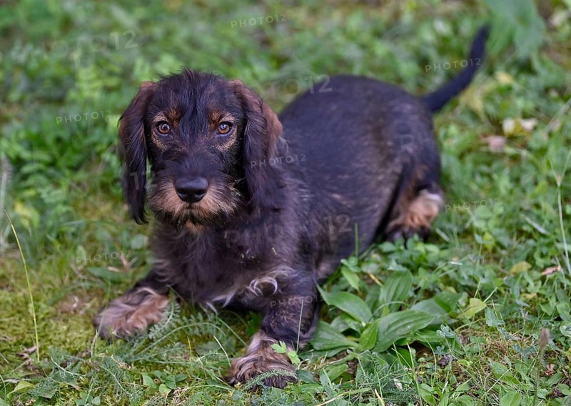 Wire-haired dachshund