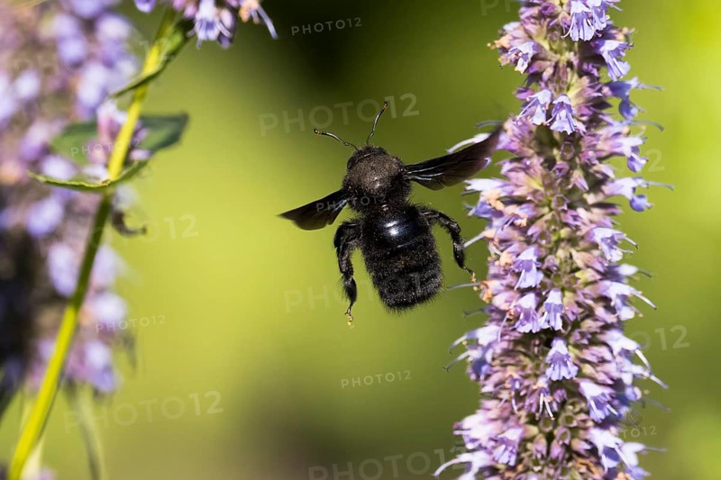 Violet carpenter bee