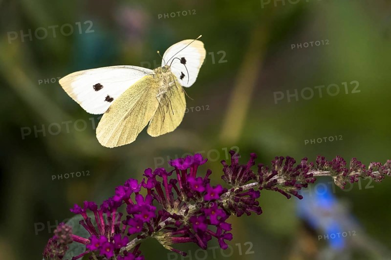 Cabbage butterfly