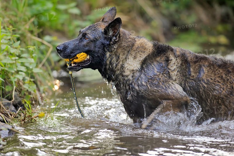 German shepherd Domestic dog