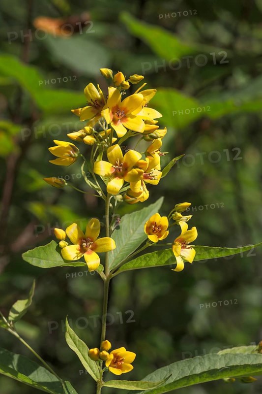 Common Yellow loosestrife