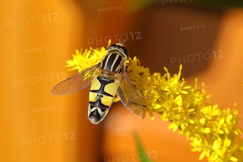 Hoverfly