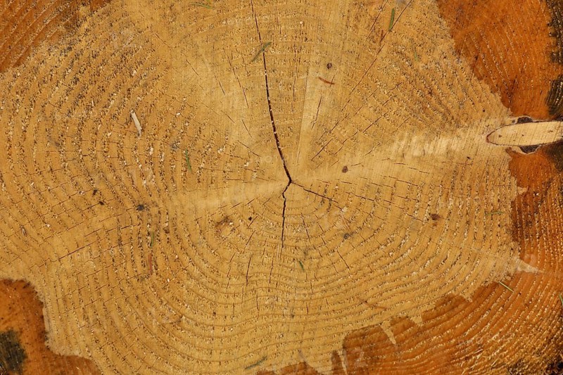 Cross section through a tree trunk with annual rings