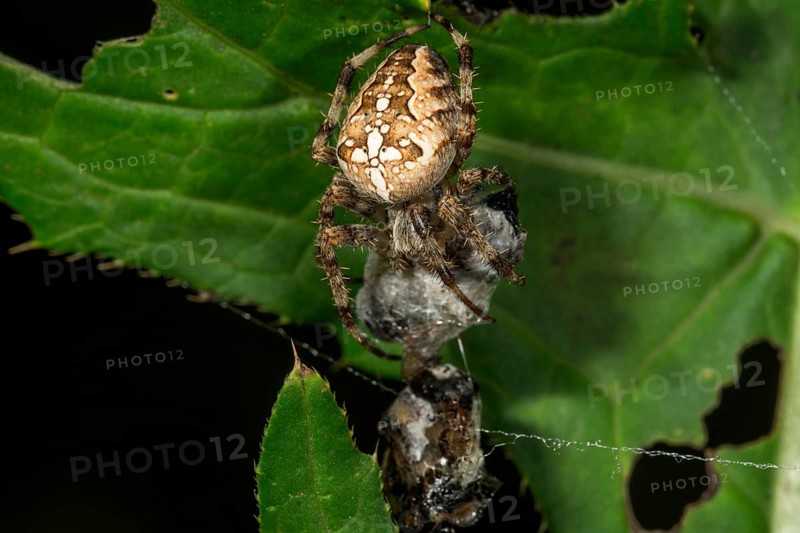 European garden spider