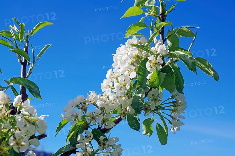 Branch of a flowering fruit tree