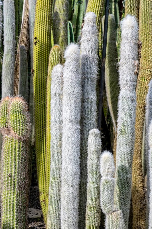 Cacti collection in the town garden of Ueberlingen on Lake Constance