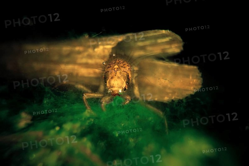 Caddisfly