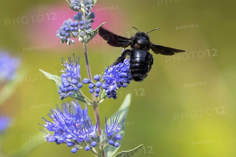 Violet carpenter bee