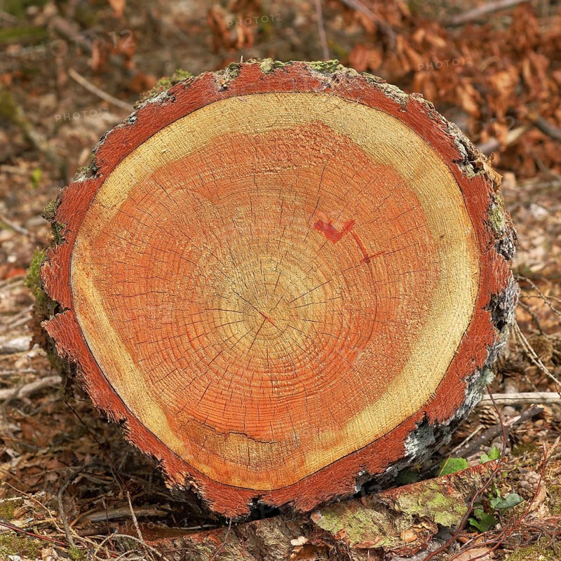 Cross section through a tree trunk with annual rings