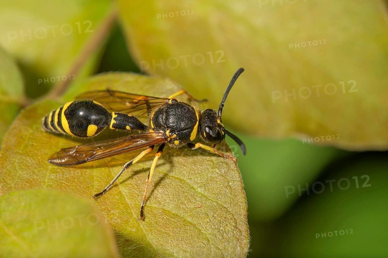 Pill wasp