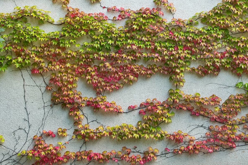 Boston ivy