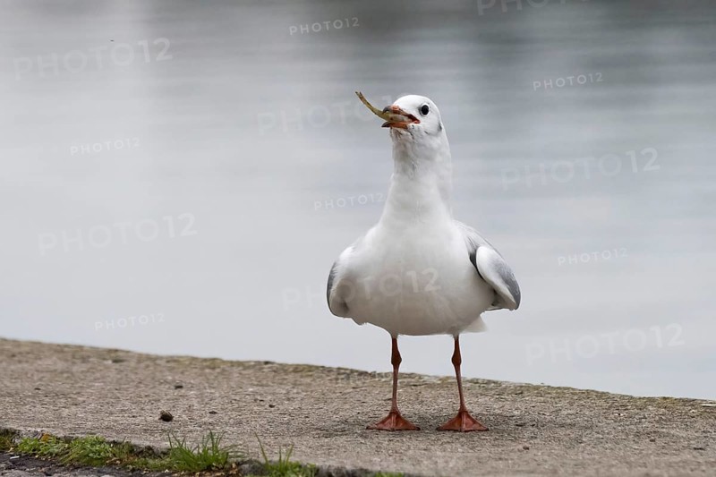 Black headed gull