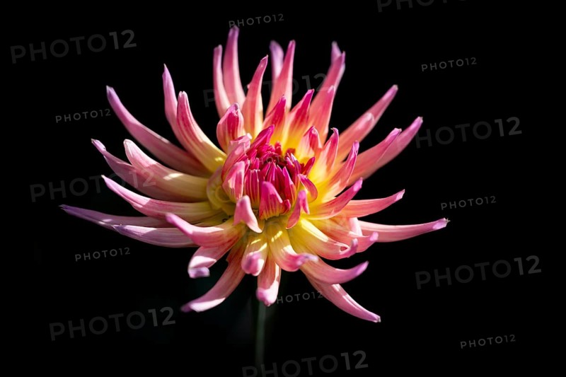 Semi-cactus Dahlias