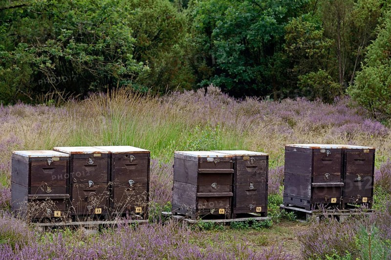 Heathland