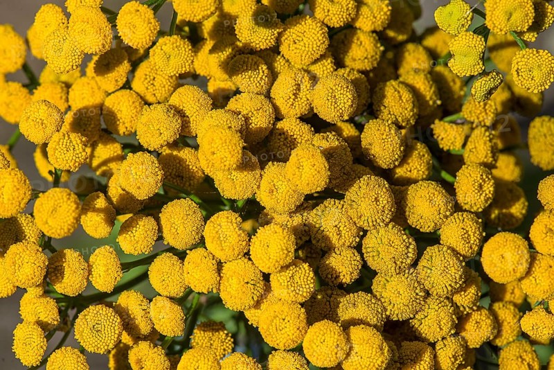 Flowers of Tansy
