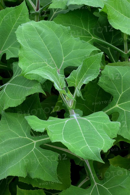 Leaves of the yacon plant