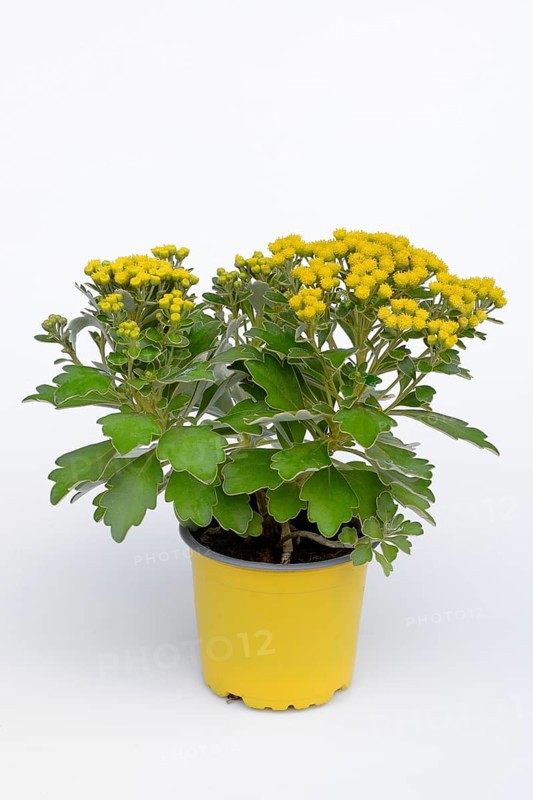 Silver-edged Chrysanthemum