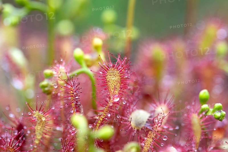 English sundew