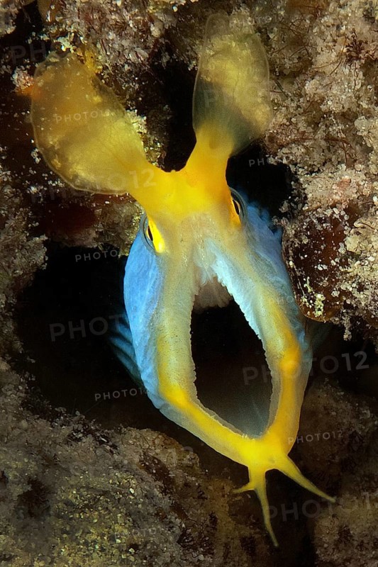 Ribbon eel