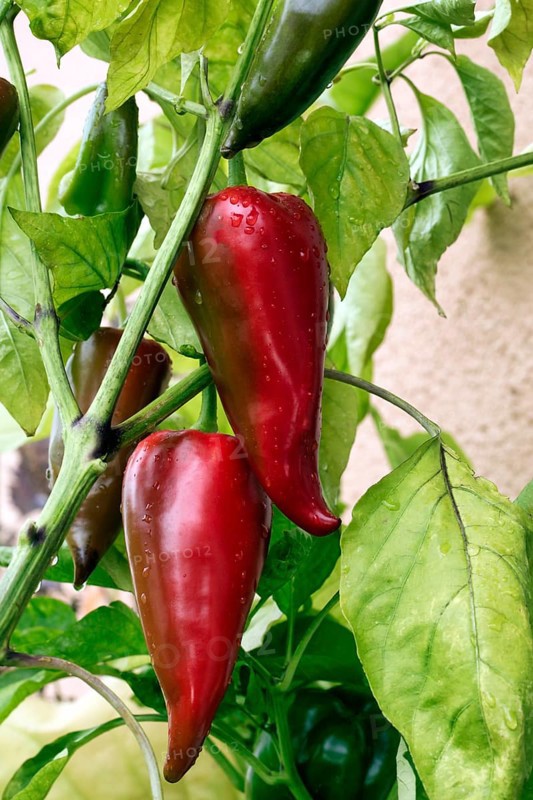 Ripe pointed peppers