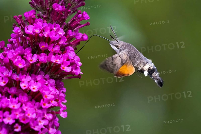 Hummingbird hawk-moth